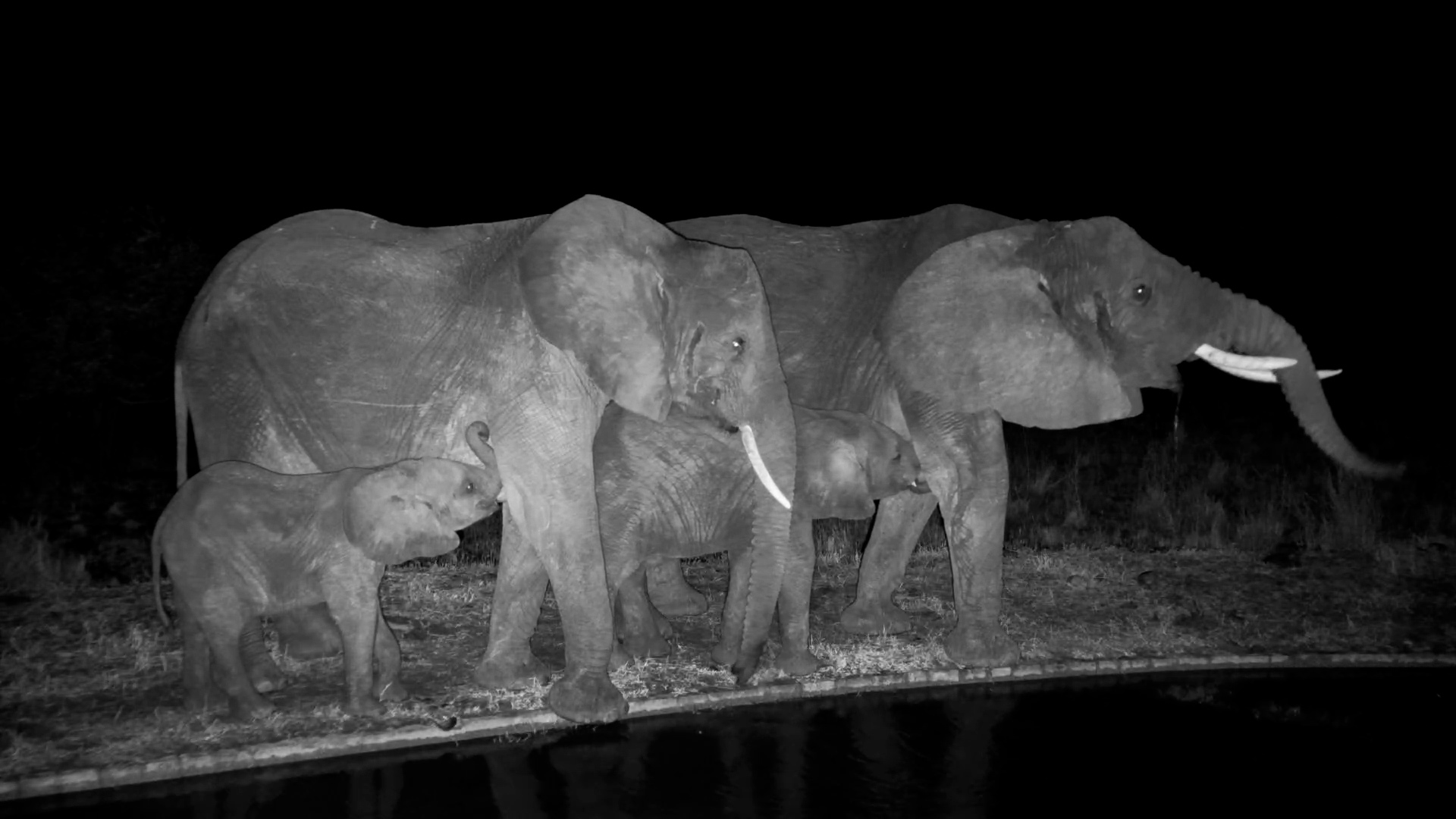 There's No Bedtime for a Hungry Baby Elephant