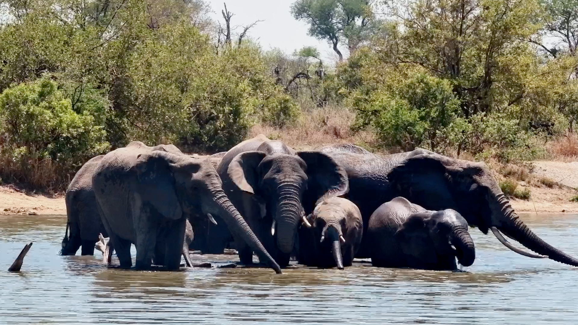 One Last Sip Before the Elephant Herd Moves On