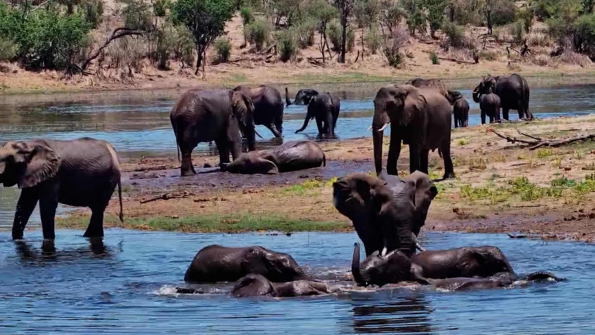 The Elephants Have Turned This Waterhole Into a Splash Zone
