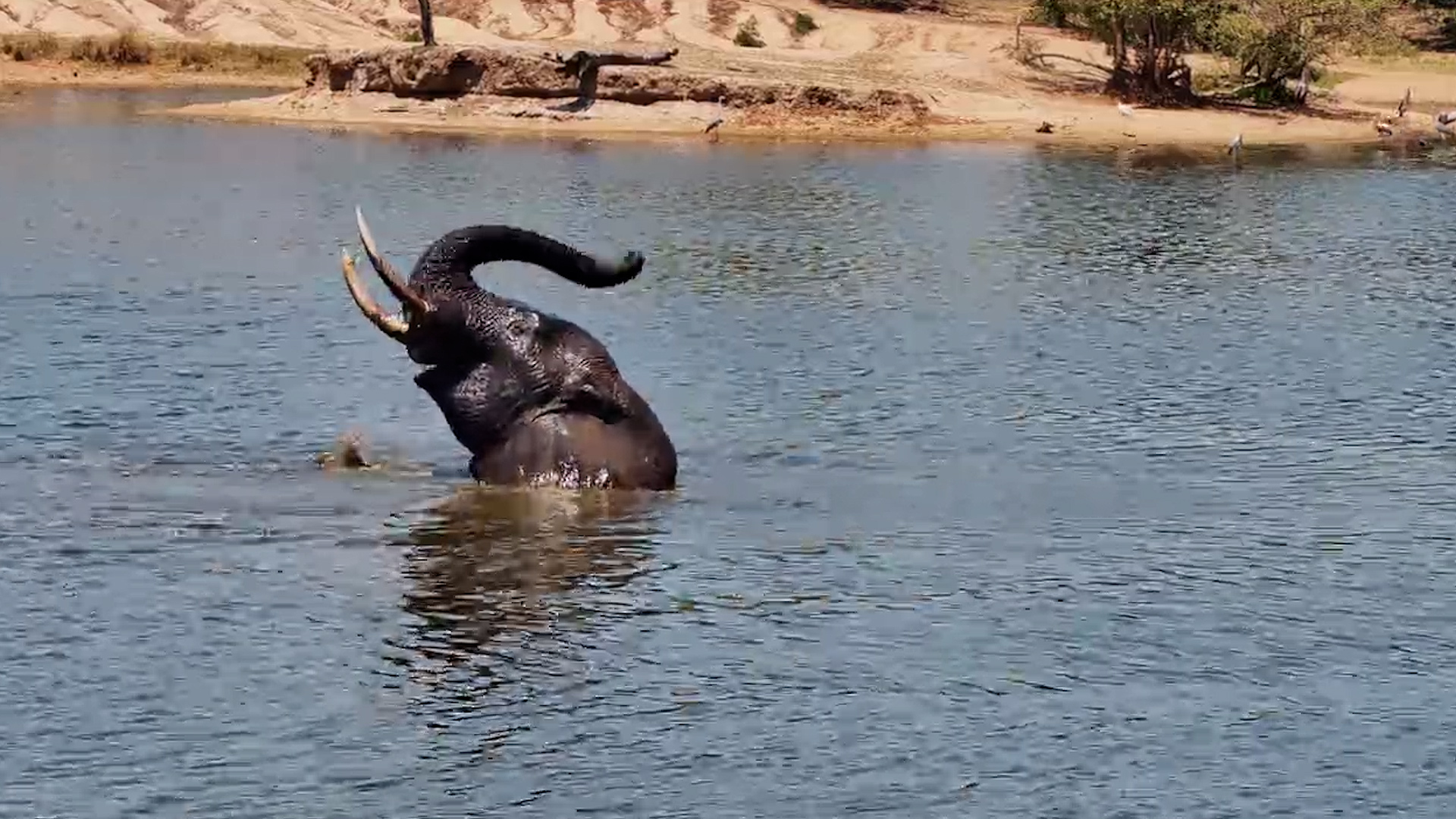 This Elephant's Bath Comes With an Extra Roll