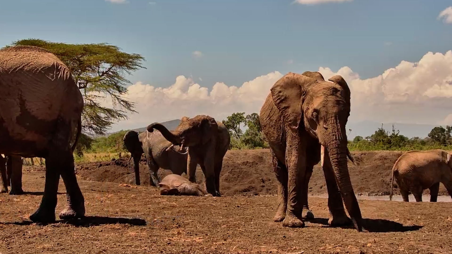 There's No Missing the Elephants at Porini