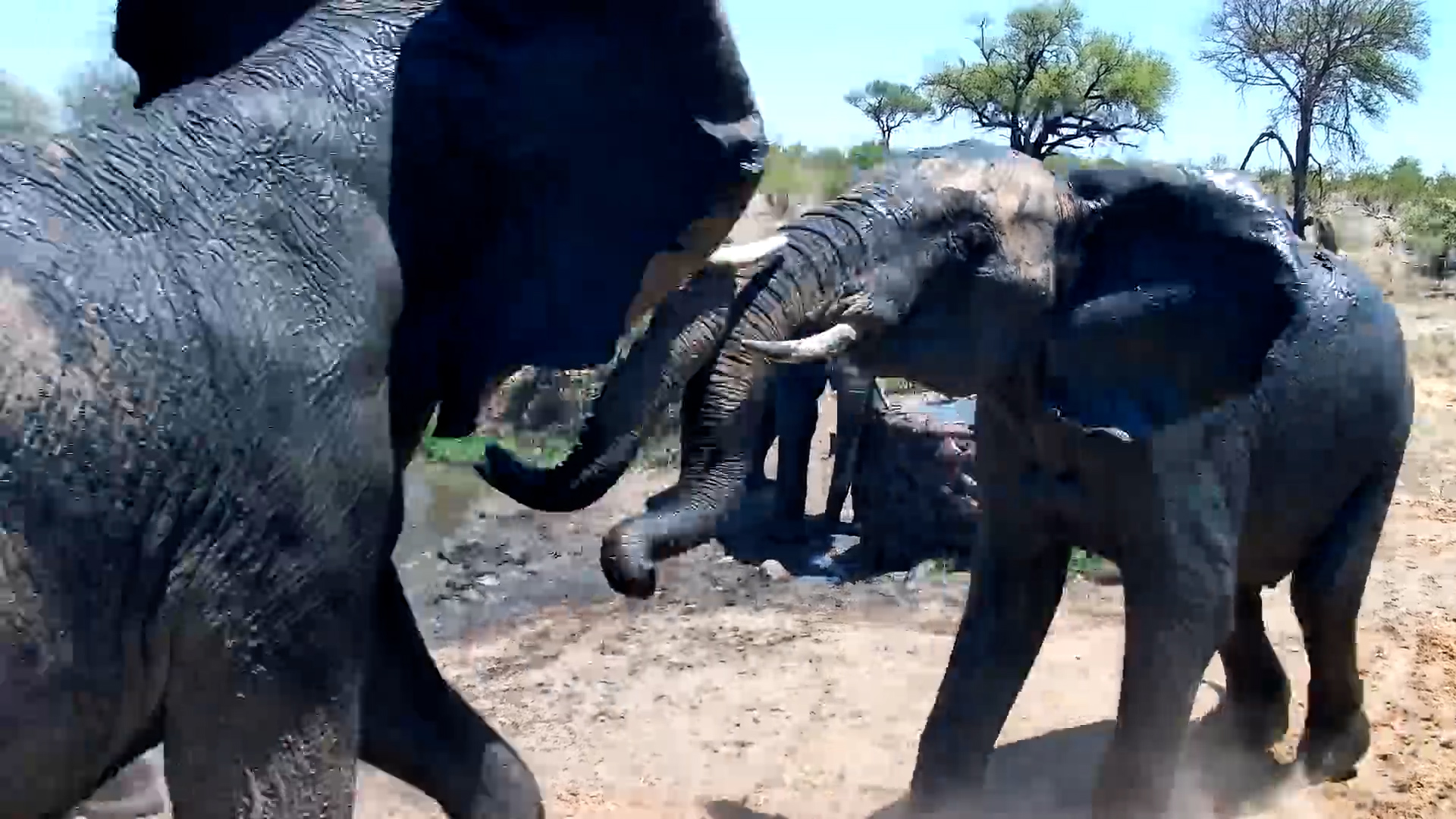 Not Every Elephant Agrees on the Waterhole Rules