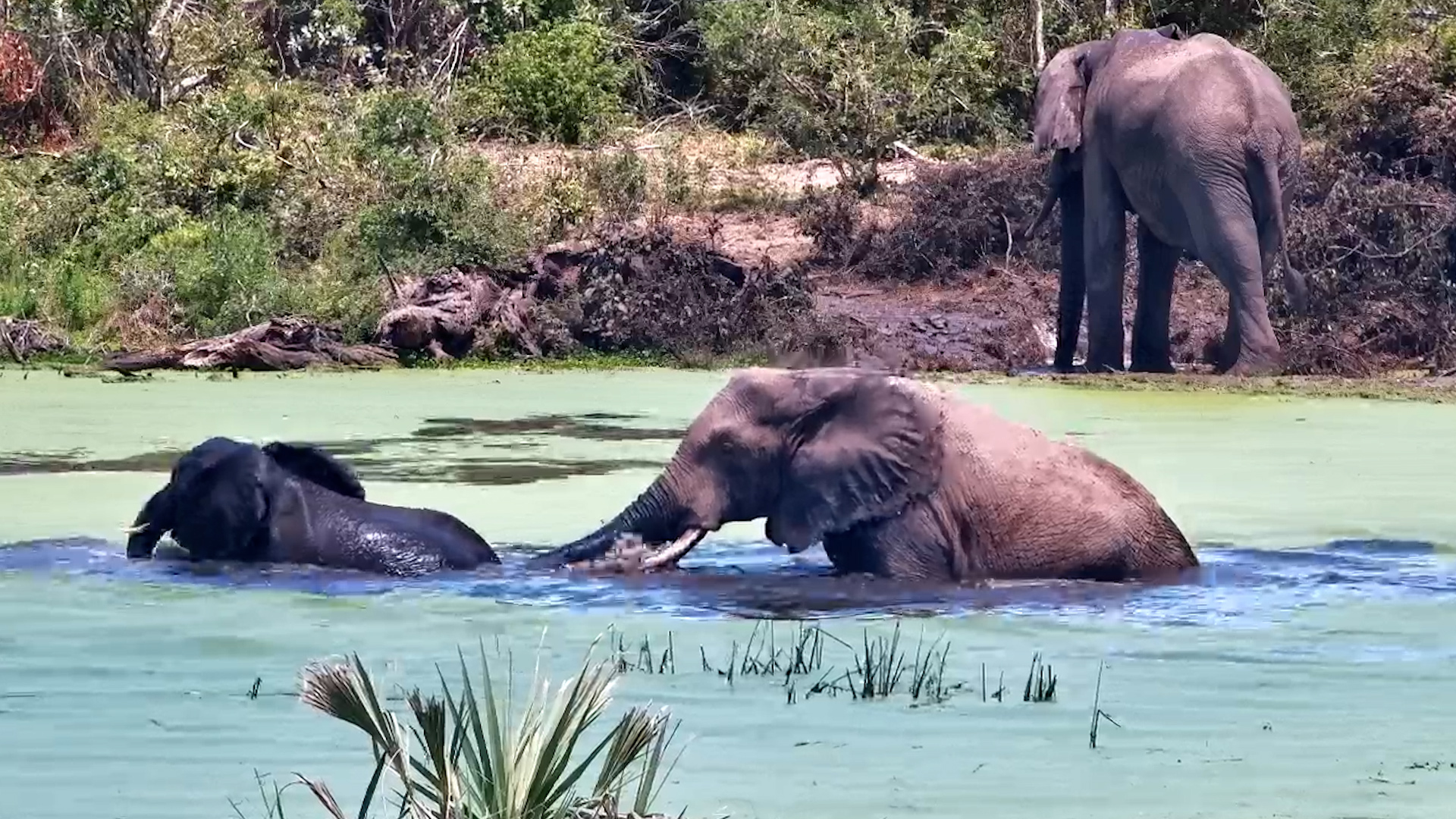 The Splashing Starts Once These Elephants Hit the Water
