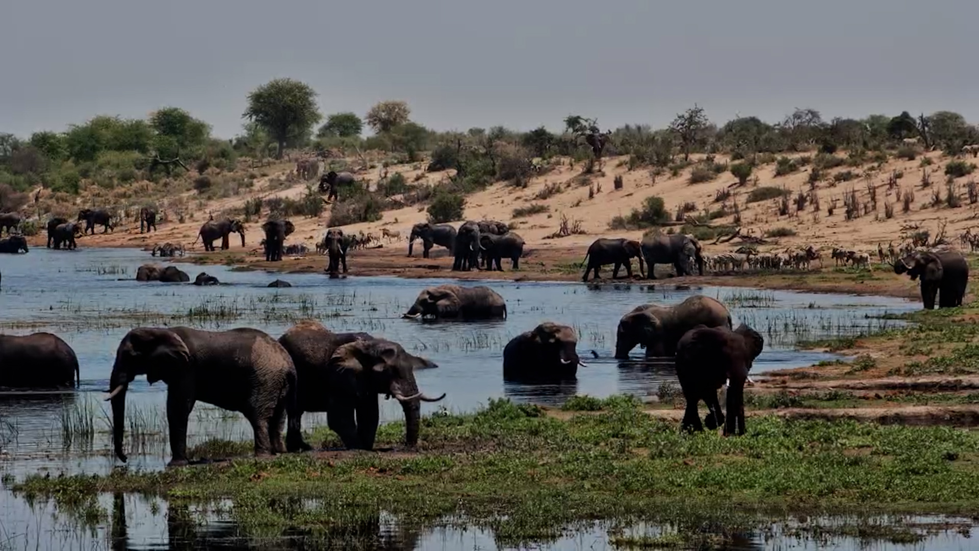 Something Has Brought the Elephants Together at Moela