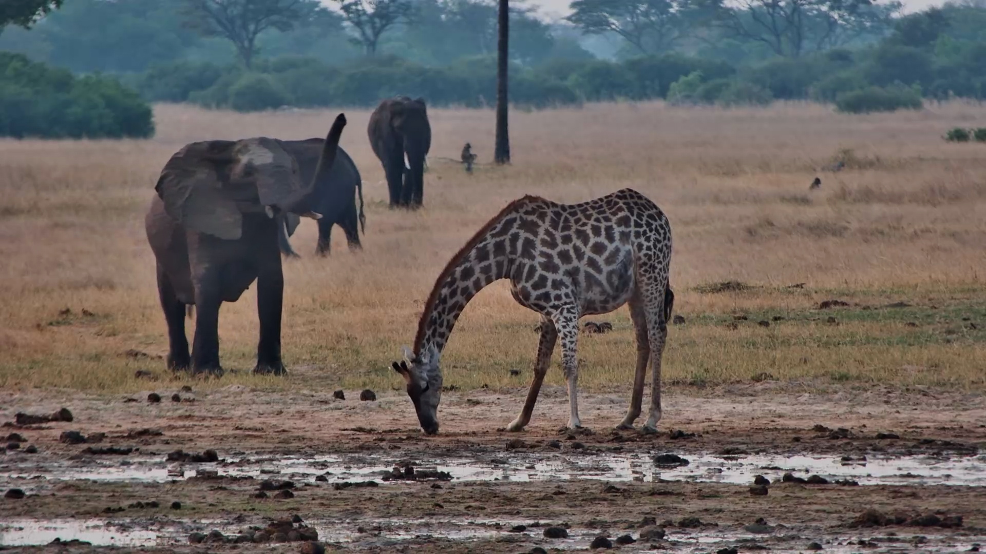 The Giraffe Was Here First… Then Came the Elephants
