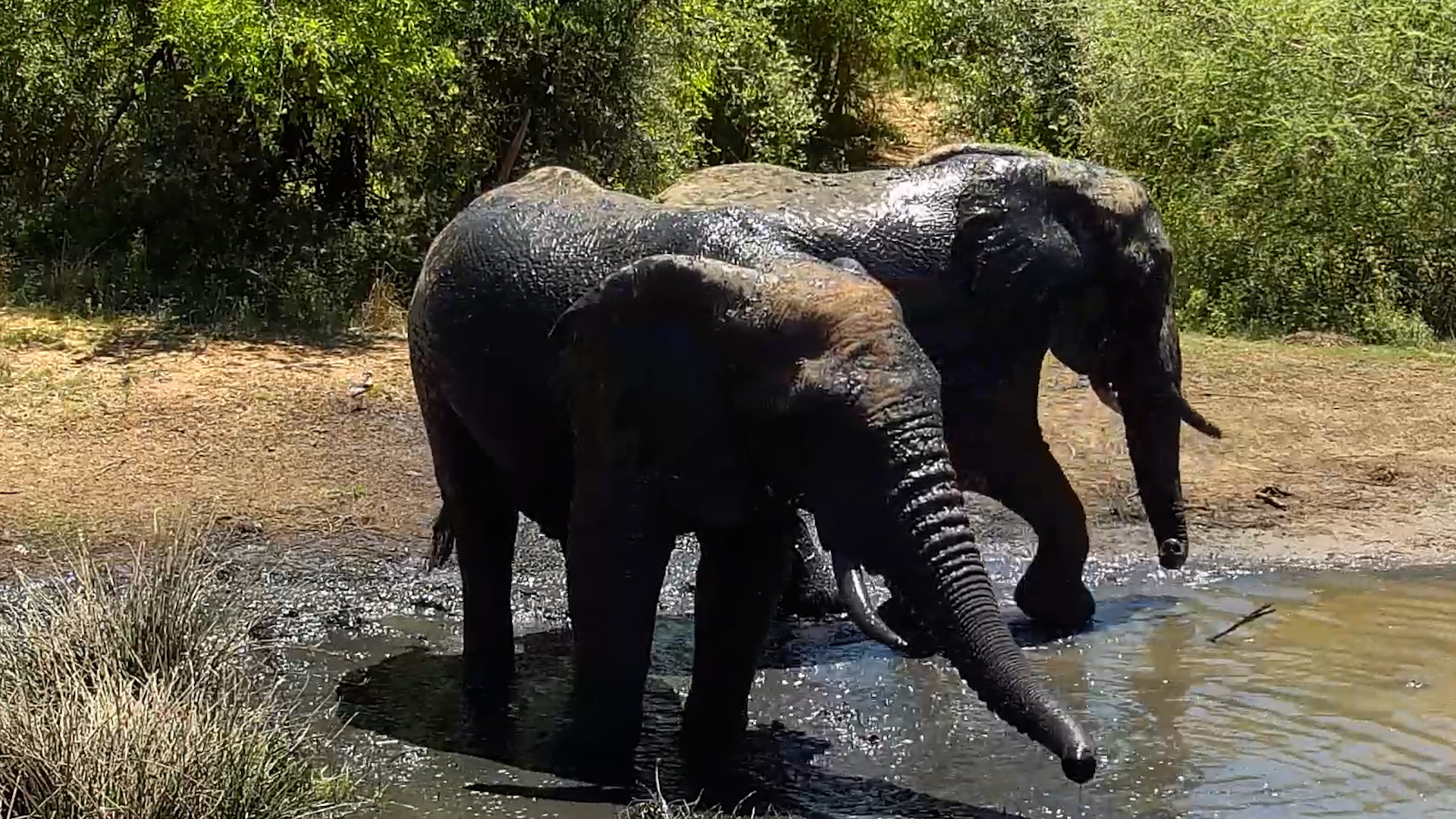 These Elephants Couldn't Resist a Little Splash With Their Drinks