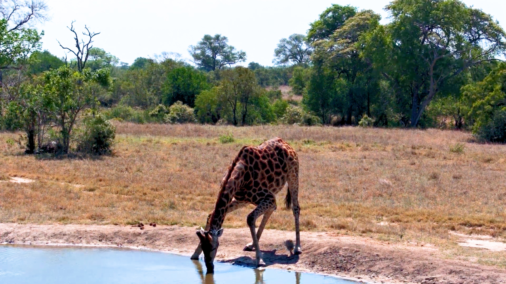Long Legs, Low Water and One Very Thirsty Giraffe