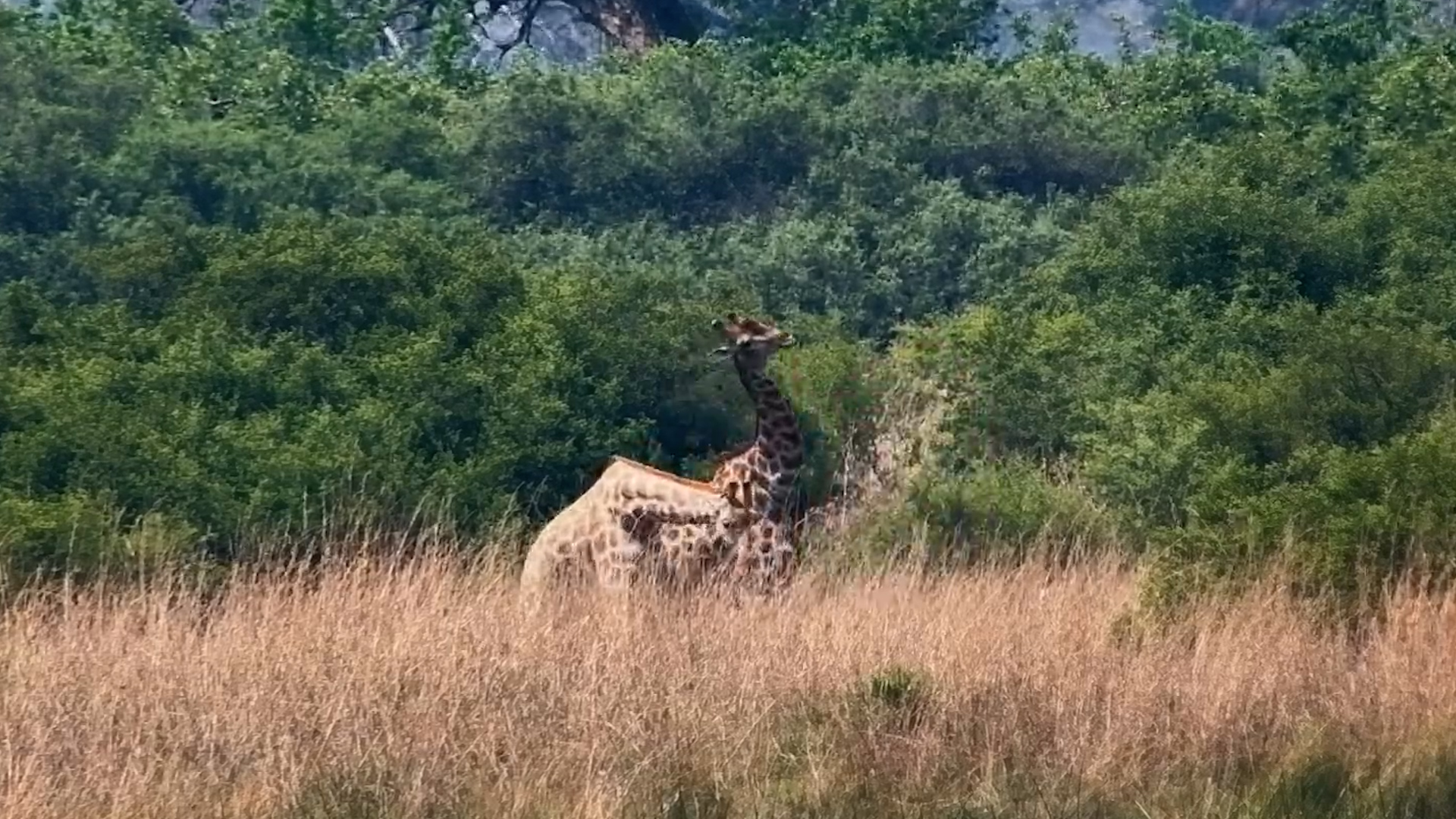 When Giraffes Wrestle, Things Get a Little Neck-Heavy