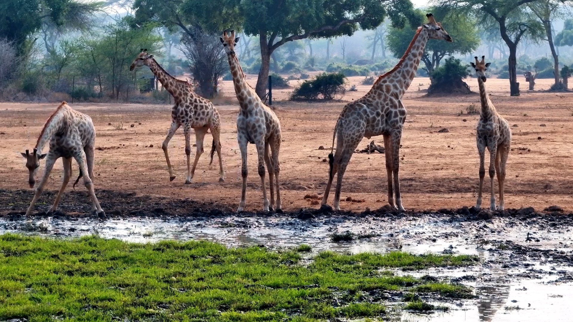 A Group of Giraffes Faces the Tricky Business of Getting a Drink