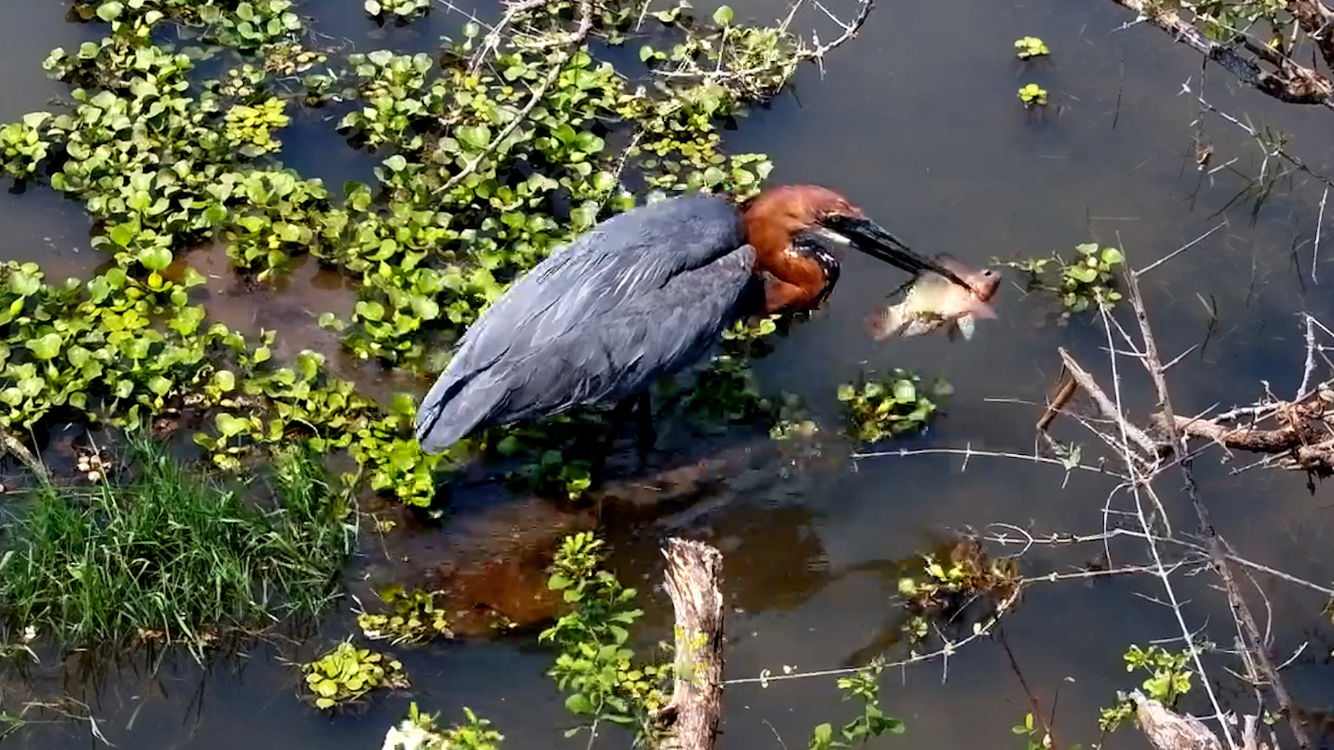 One Fish Was No Match for This Goliath Heron