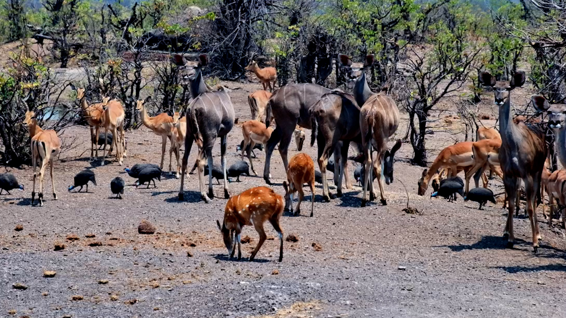 A Quiet Grazing Scene Turns Into an Antelope Alarm