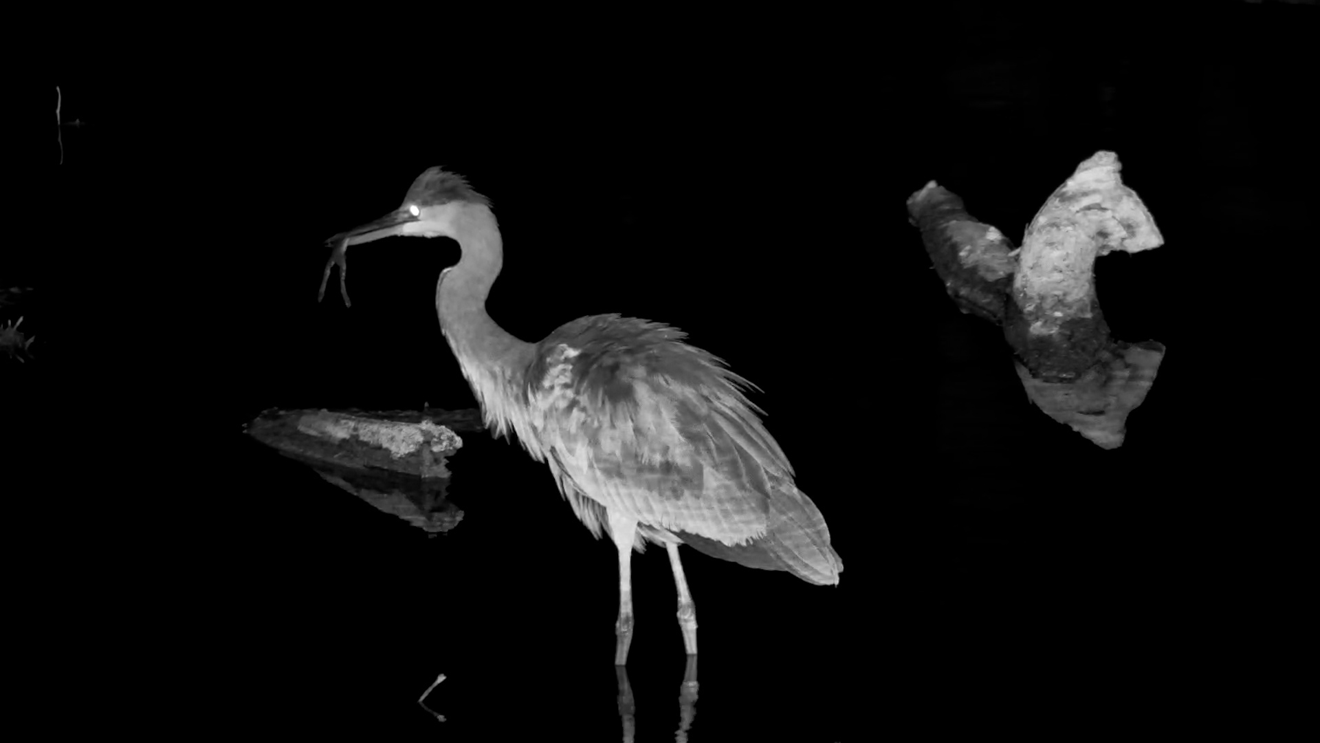 A Frog Meets Its Match in a Night-Hunting Heron