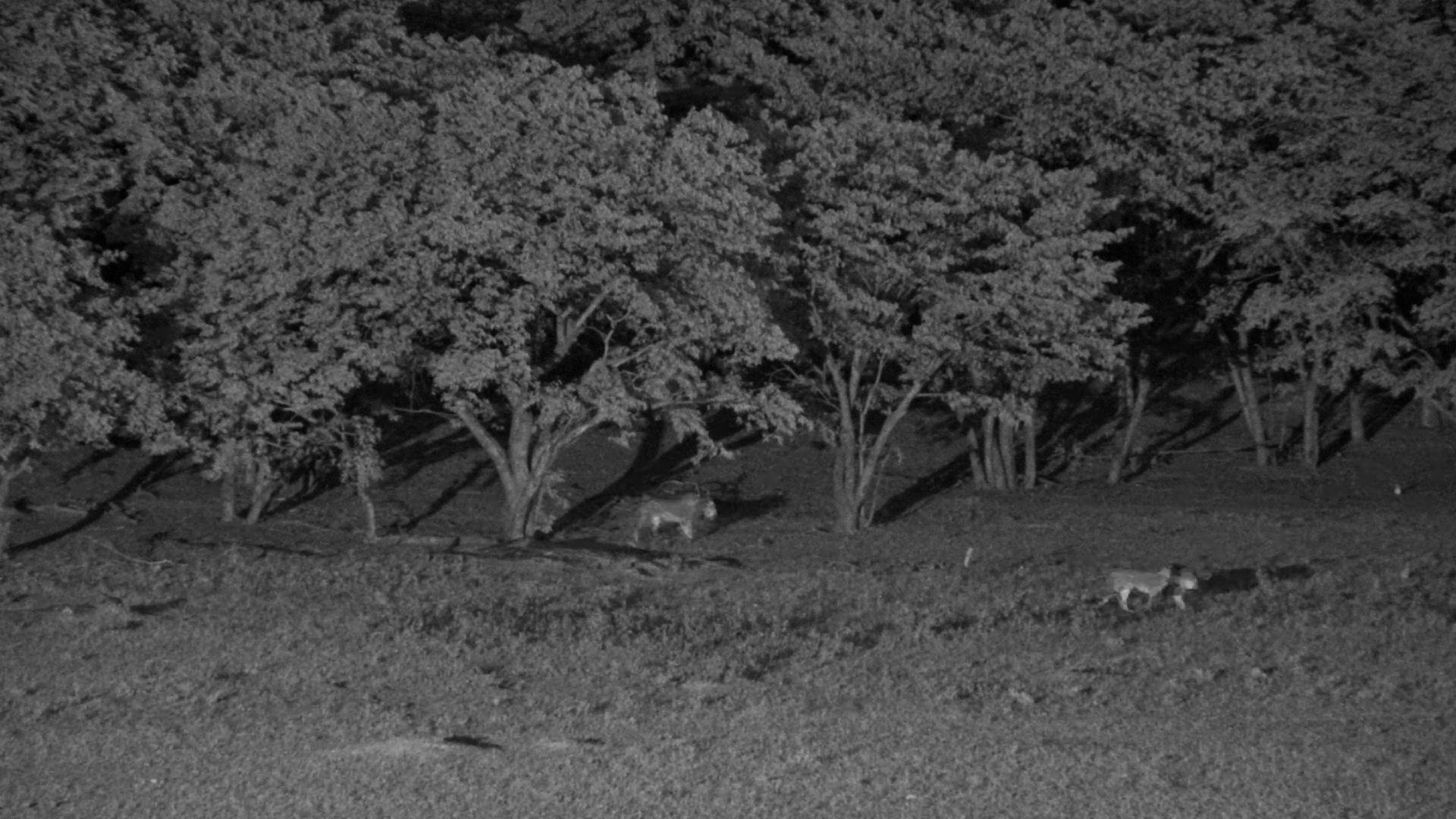 Lions in the Shadows, Wildebeest on High Alert