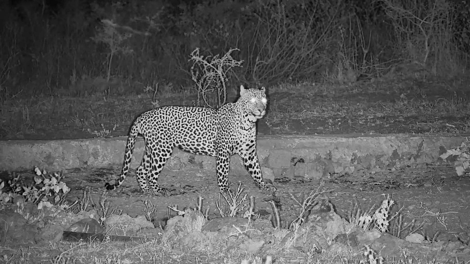 Blink and You Might Miss This Stealthy Leopard