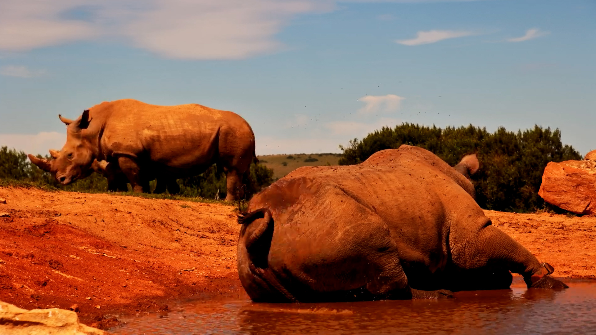 A Peaceful Waterhole Moment With Africa's Rhinos