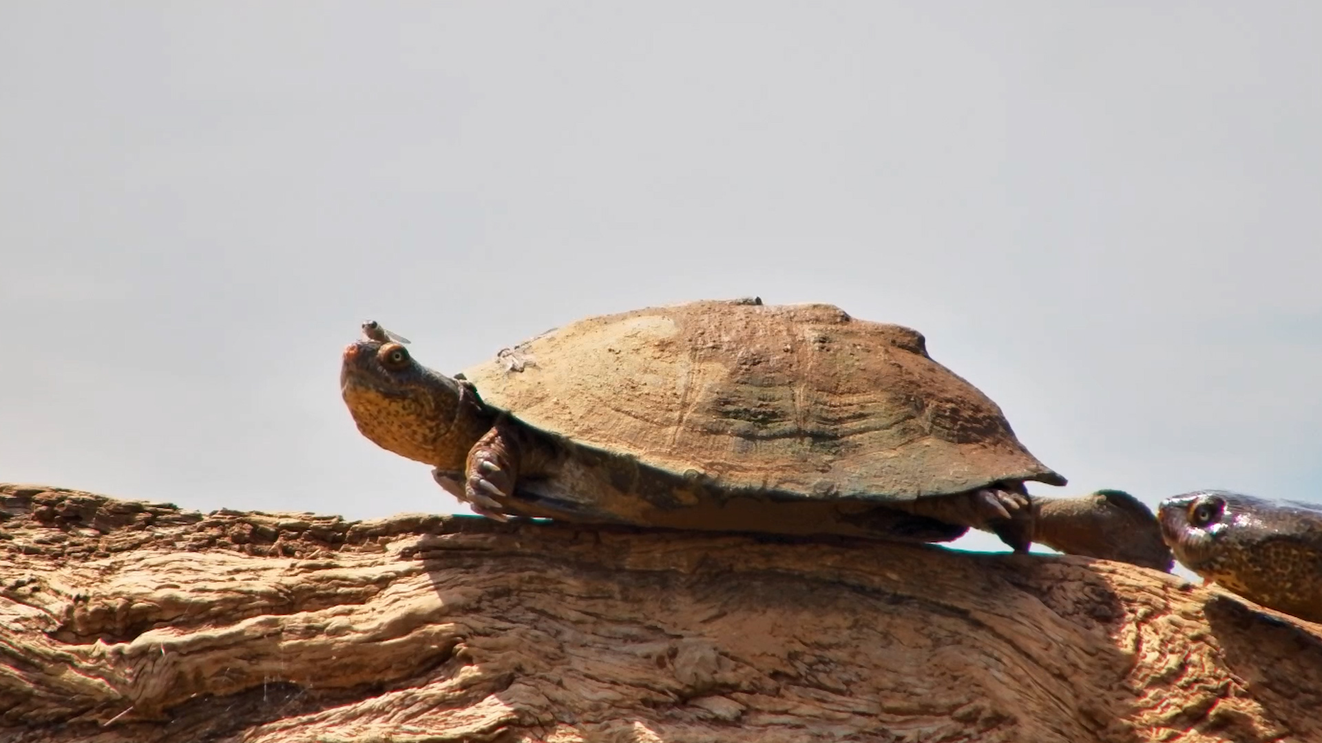 A Terrapin Has Discovered the Art of Log Lounging