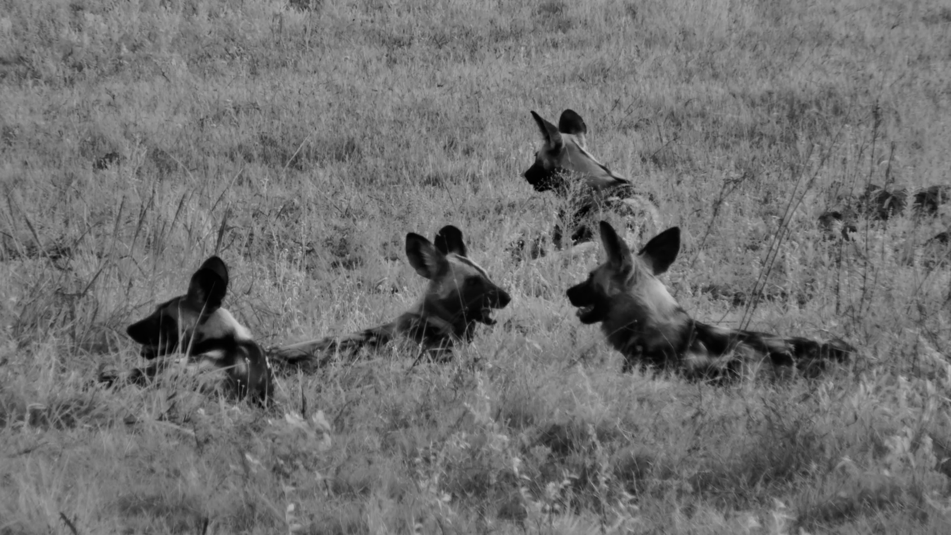 Roy's Dam Gets a Visit From Africa's Painted Hunters