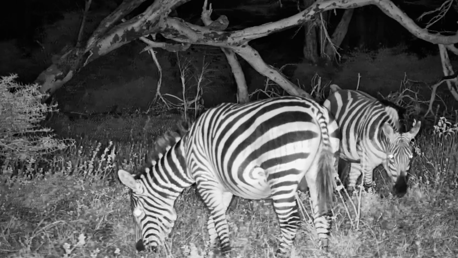 The Zebra Herd Follows the Grass After Dark