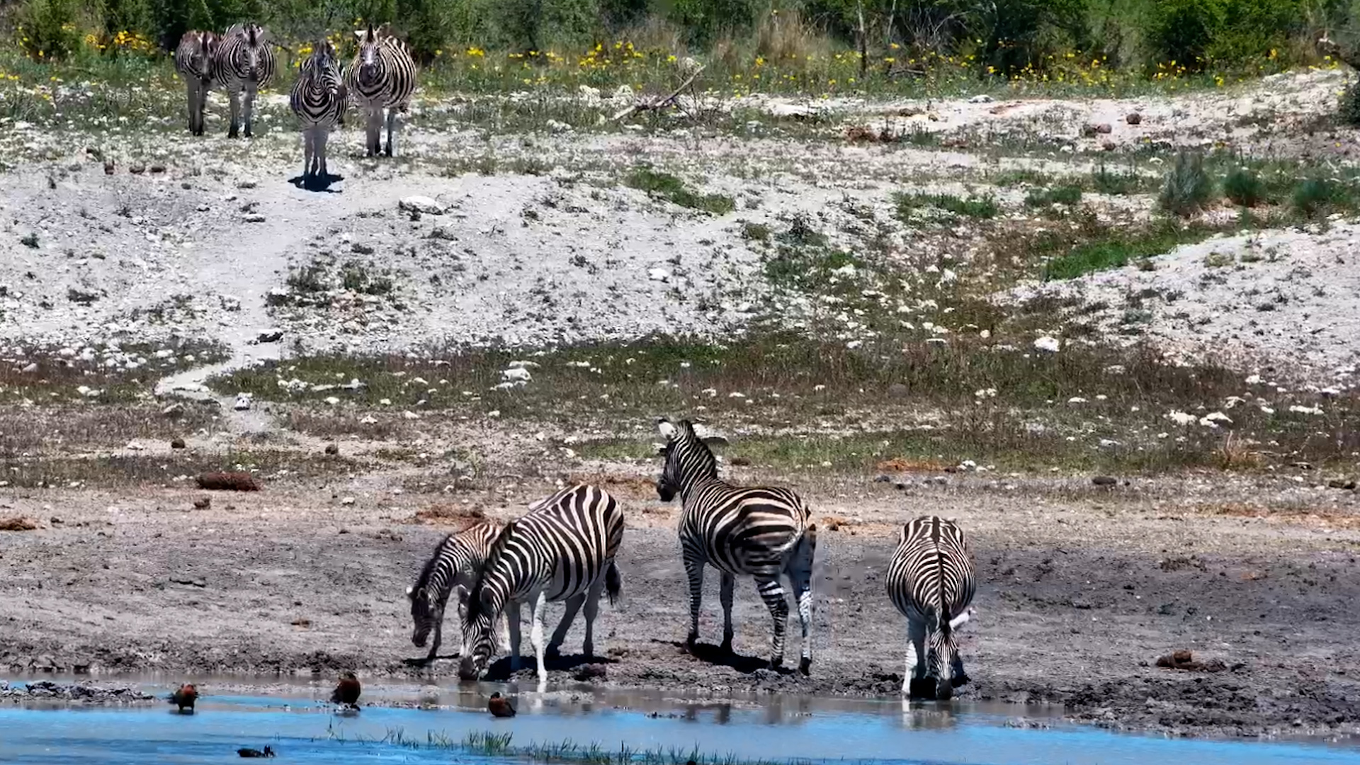 Just When the Zebras Settle In, More Arrive