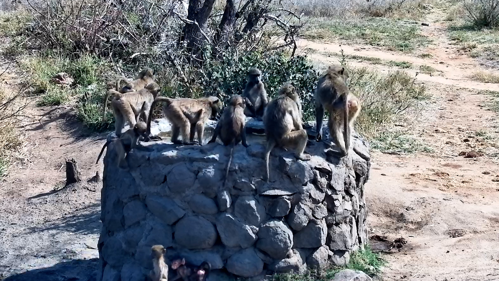The Well Has Become the Baboon Social Club