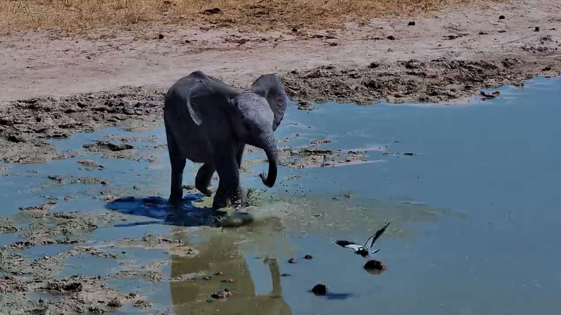 Baby Elephant Tries His Best to Scare Away a Tiny Bird