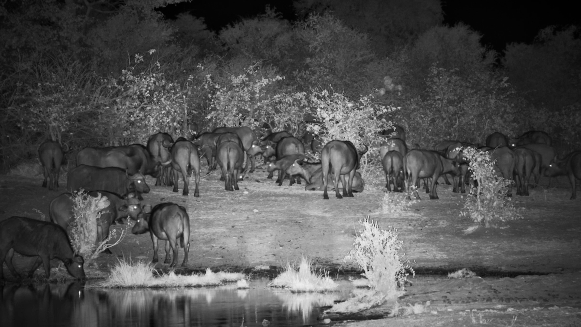 Buffalo Take Over the Waterhole for the Night!