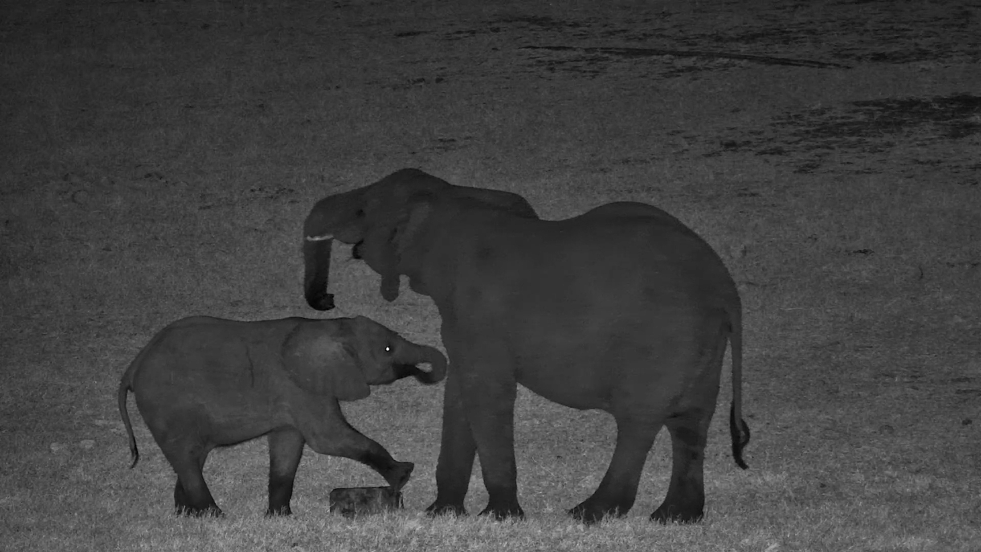 Salt Block or Balance Beam? Elephant Can't Decide