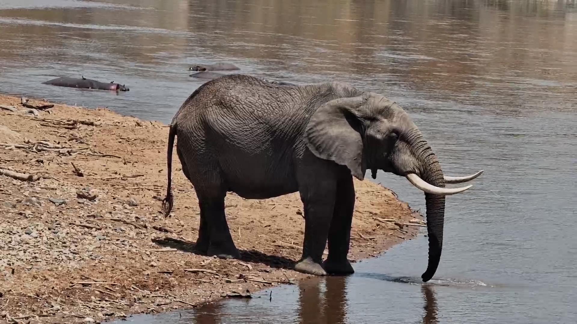 Elephant Uses His Tusks as a Trunk Rest