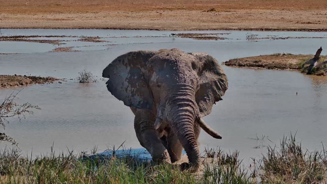 A Magnificent Elephant Bull Comes In for a Drink