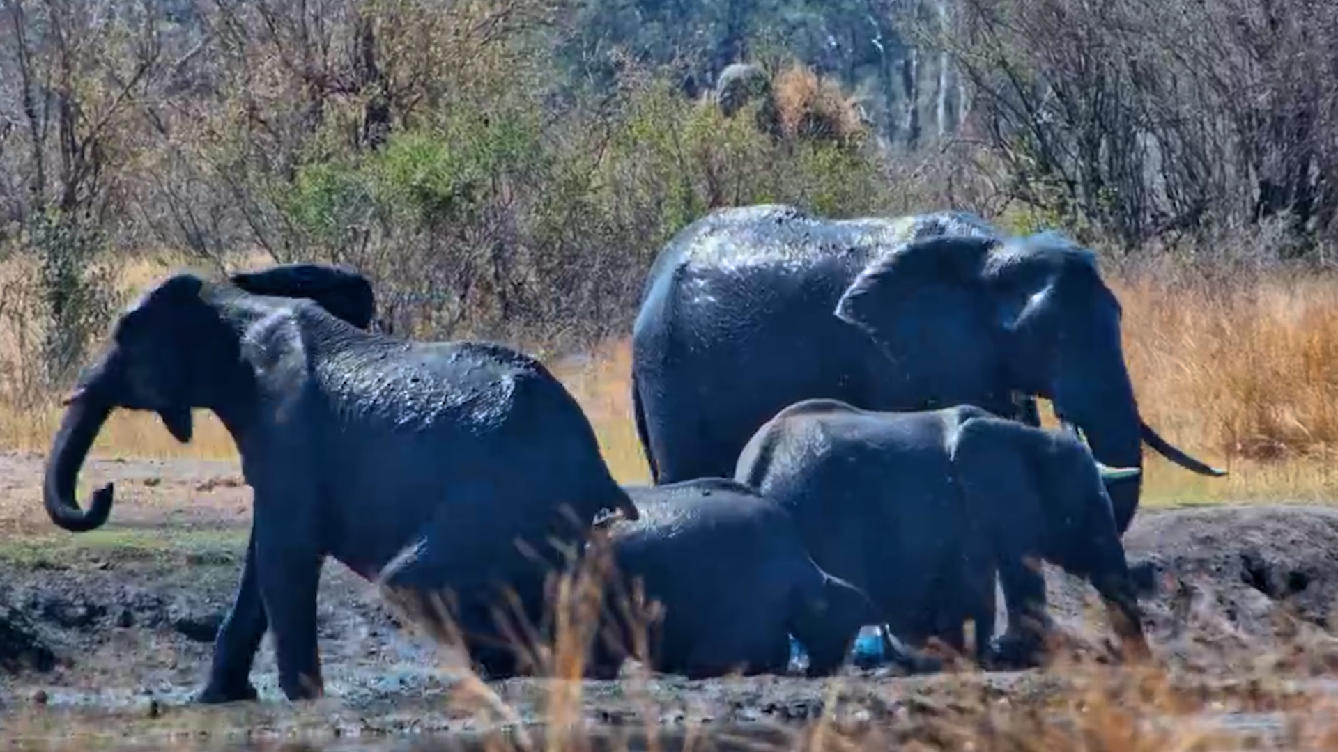 Mud + Elephants = Instant Happiness