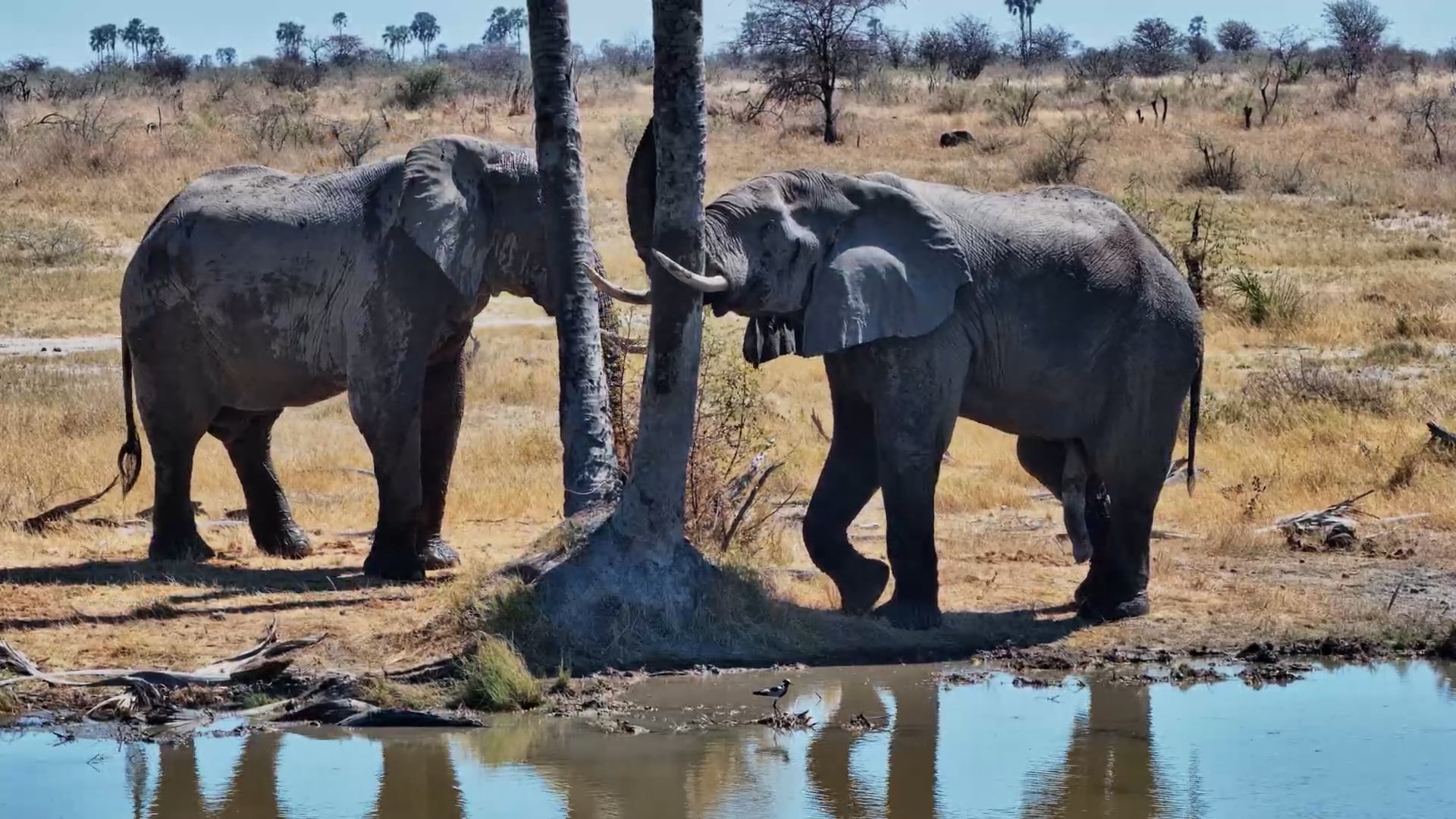 Elephant Puts This Palm Tree to Very Good Use