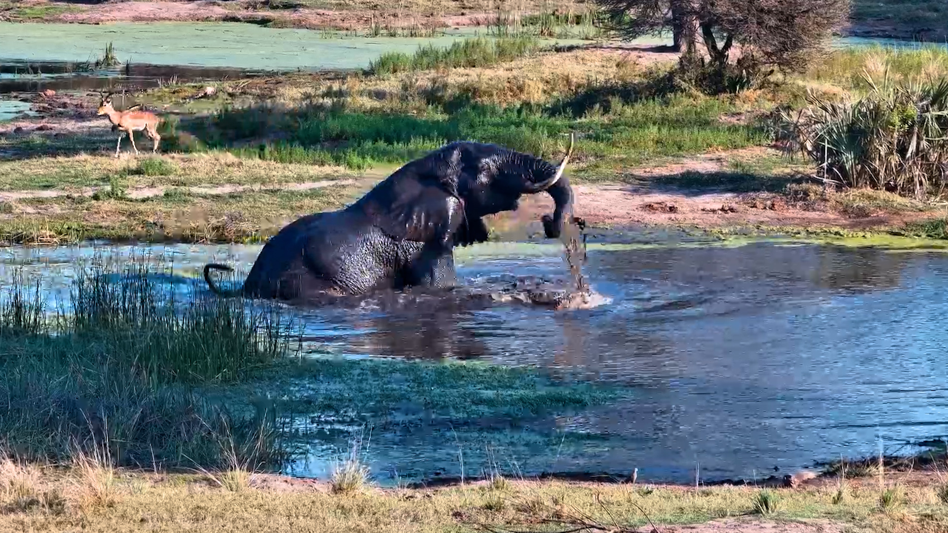 This Is How Elephants Beat the Heat