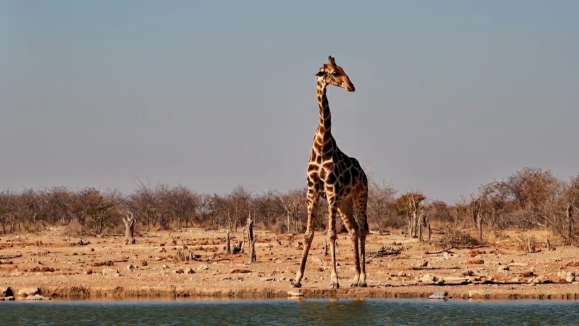 Giraffe Stops for a Peaceful Drink at Safarihoek