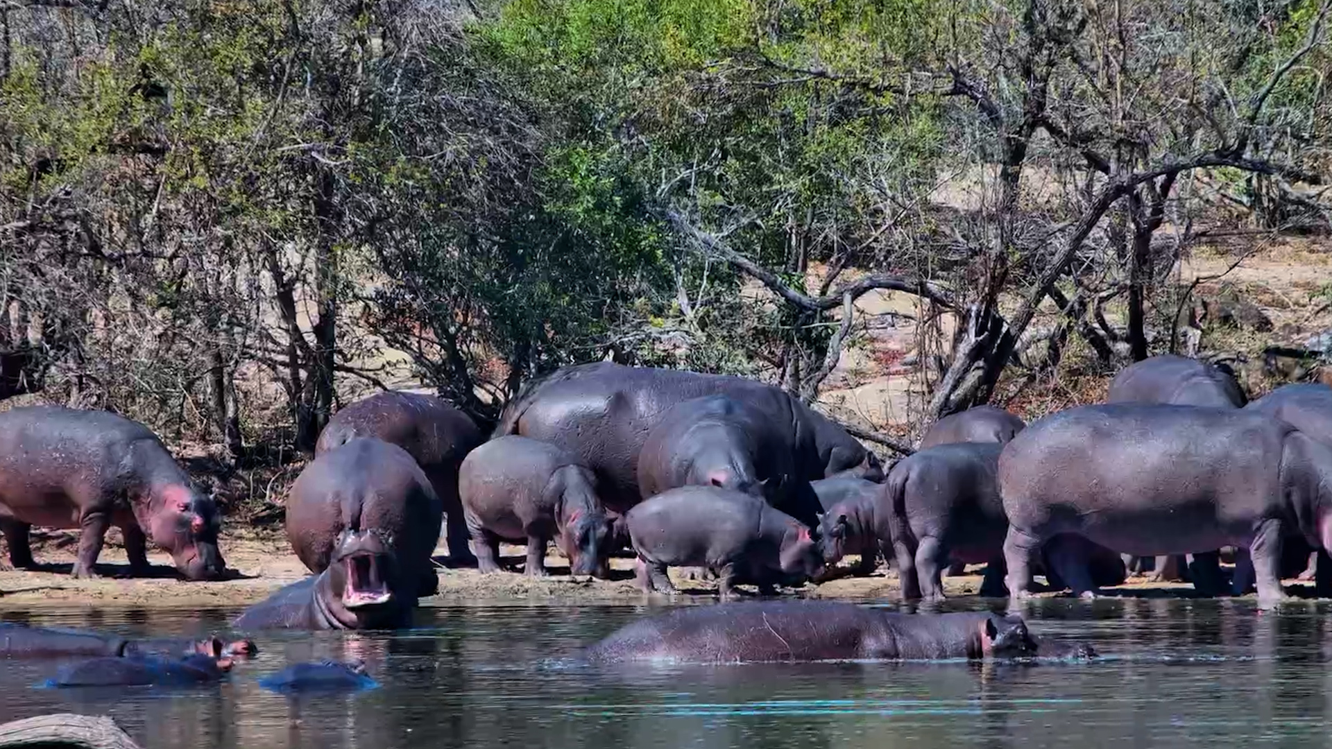 An Entire Hippo Pod in Energy-Saving Mode