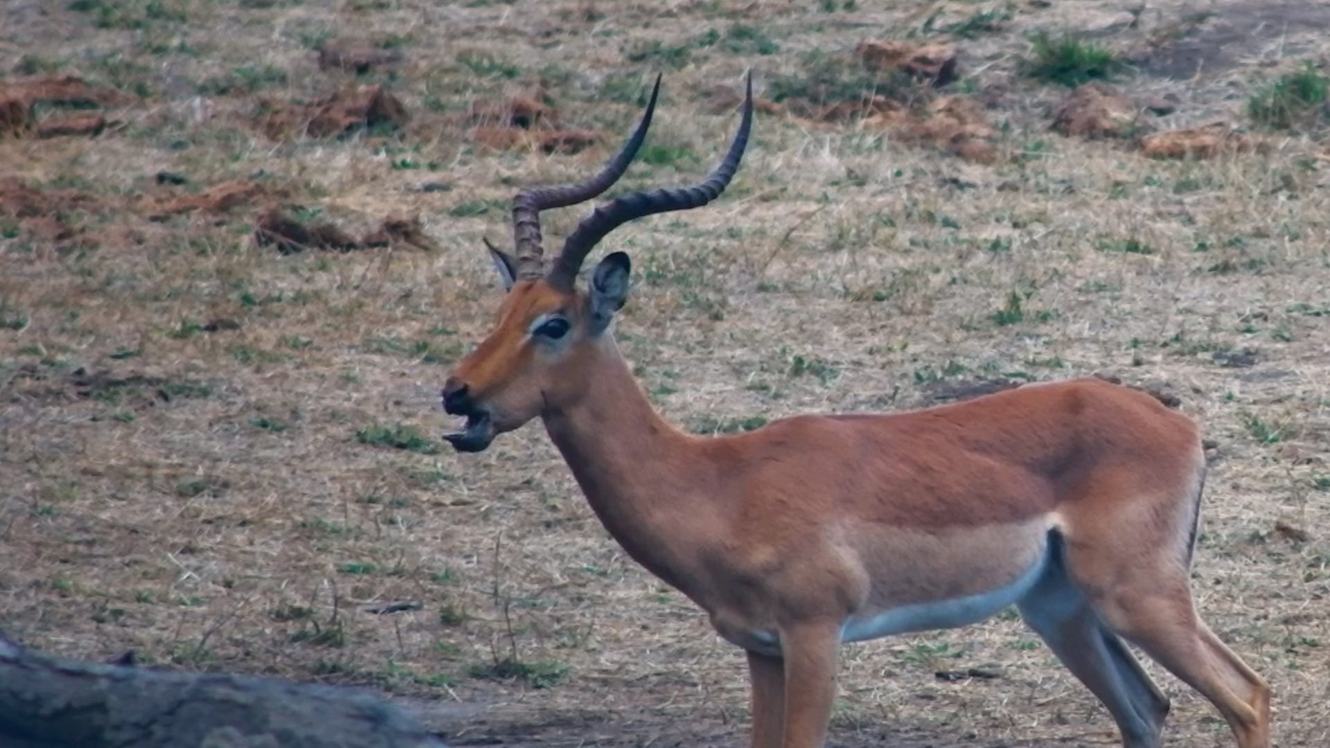 Injured Impala With a Broken Jaw Tries to Drink