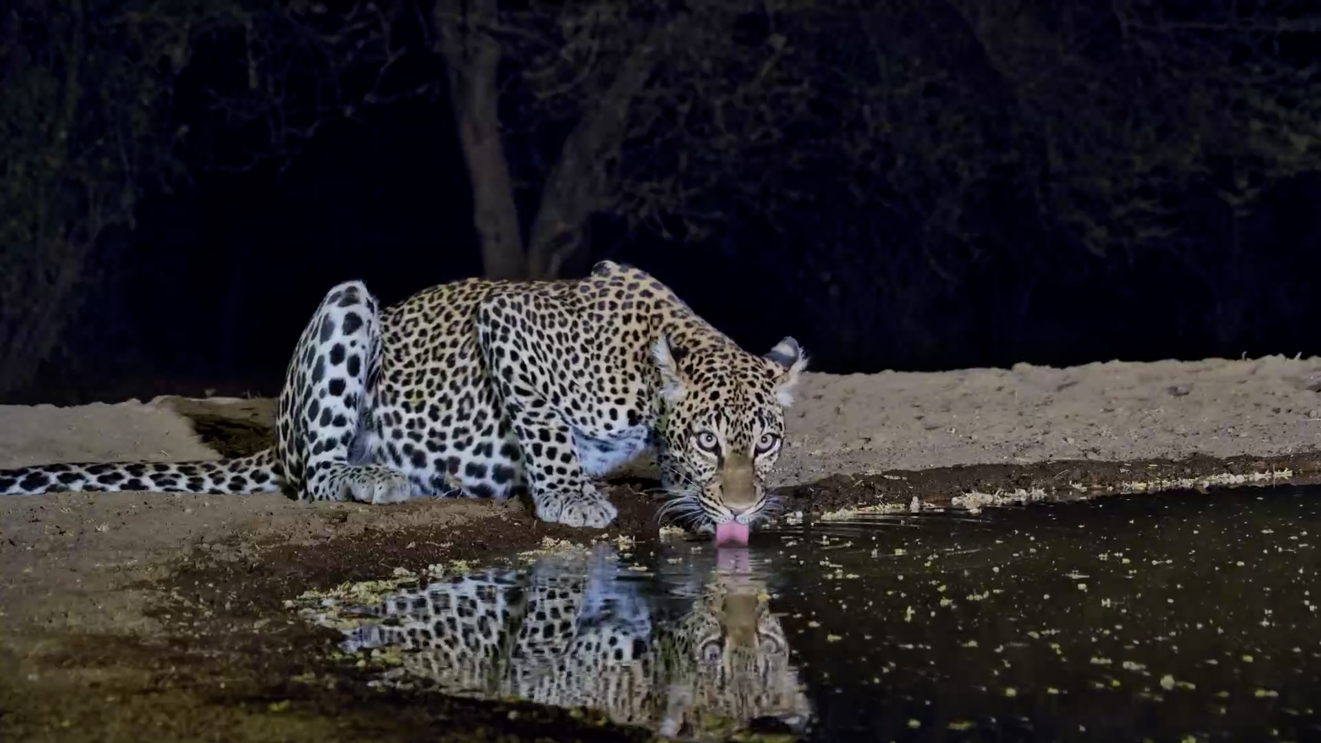 Impala Sound the Alarm While Leopard Casually Drinks