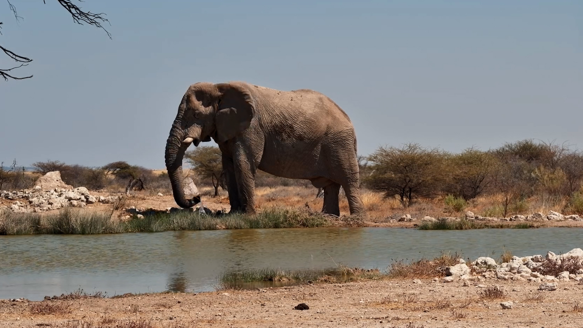 Elephant Drops In for a Waterhole Hangout