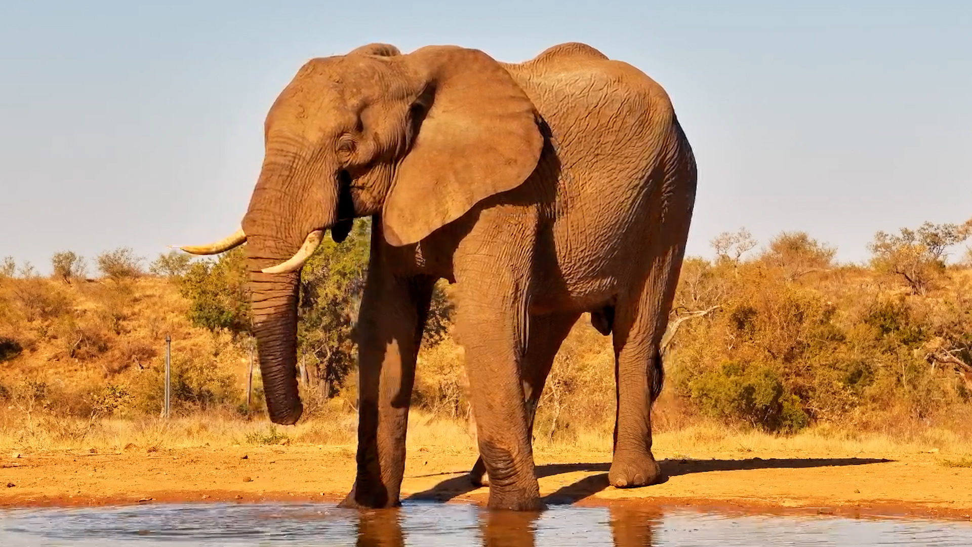 Sip, Lift, Pour! Elephant Shows Us How It's Done