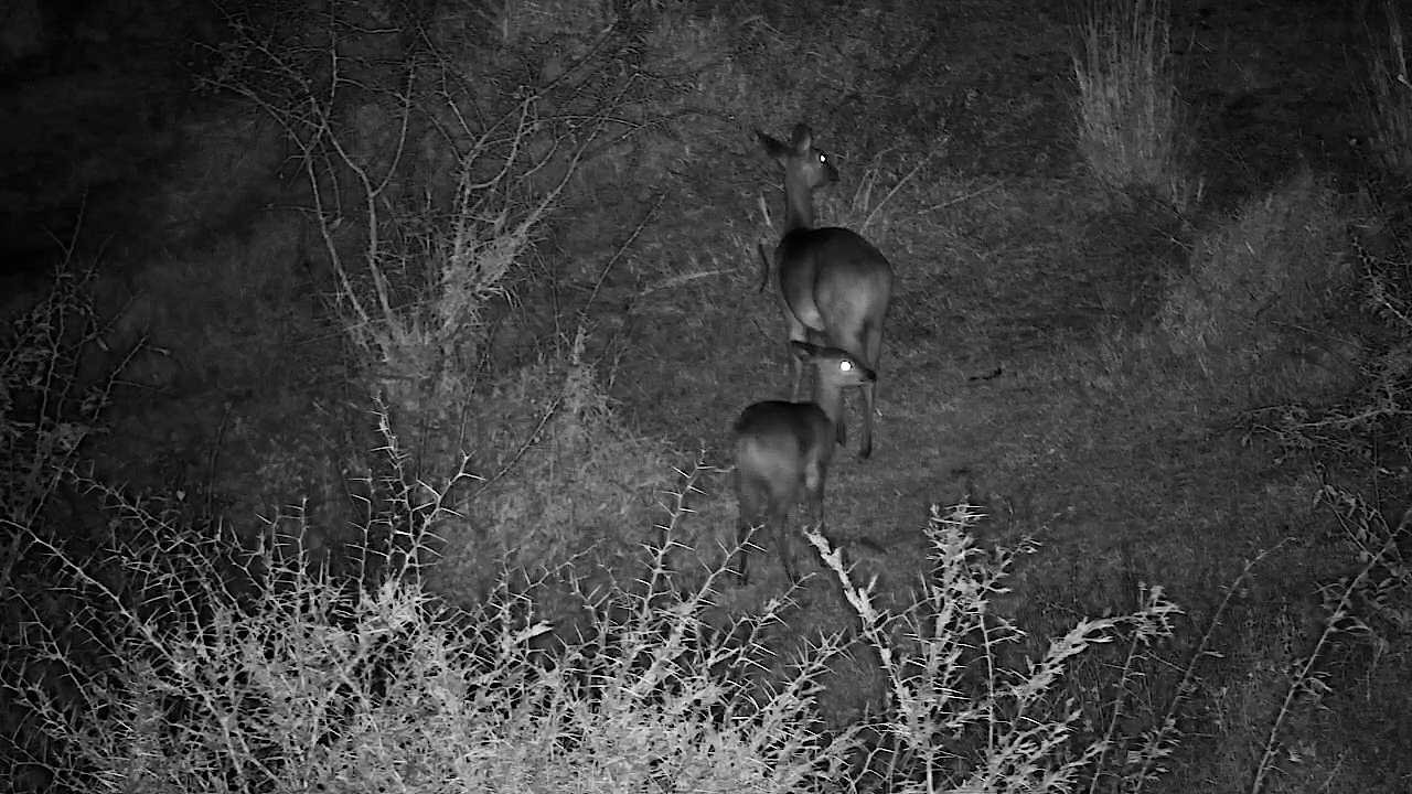 Little Bushbuck Follows Mum Through the Darkness