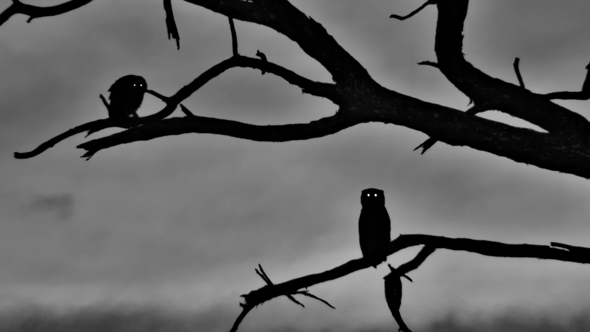 Two Silent Hunters Perched Against the Evening Sky