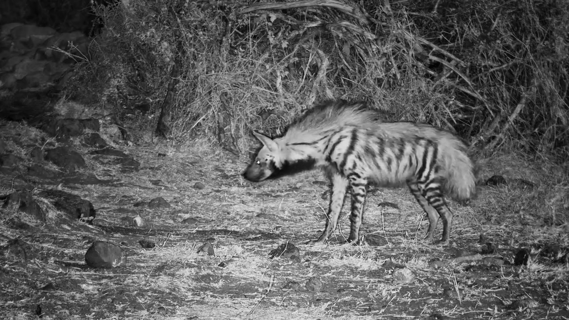 Striped Hyena Gets Spooked by... Itself