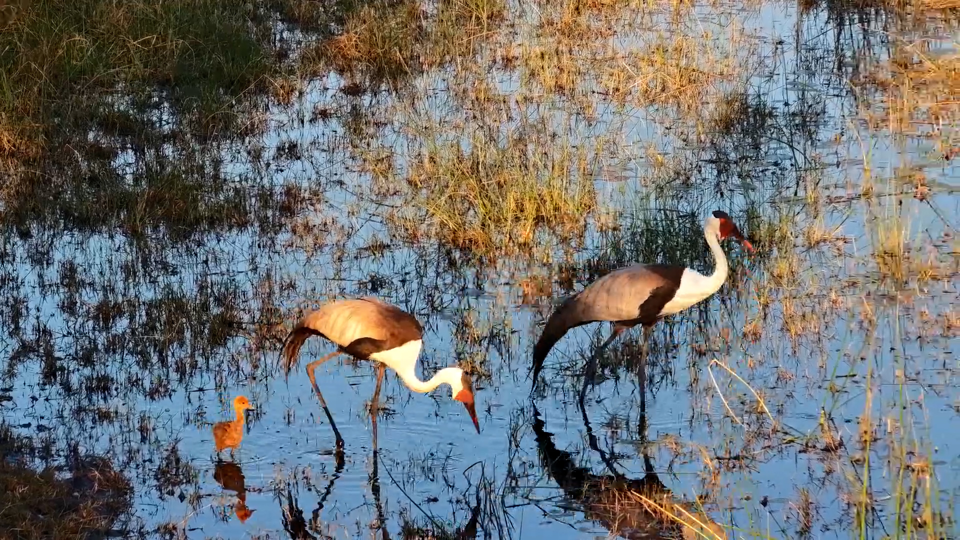 Tiny Wattled Crane Chick Follows Mum & Dad Through the Water