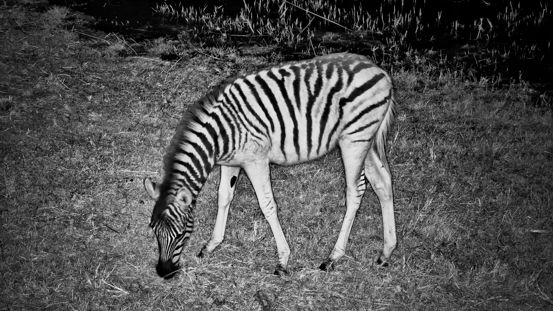 Zebra Foal Grazes With the Herd After Dark