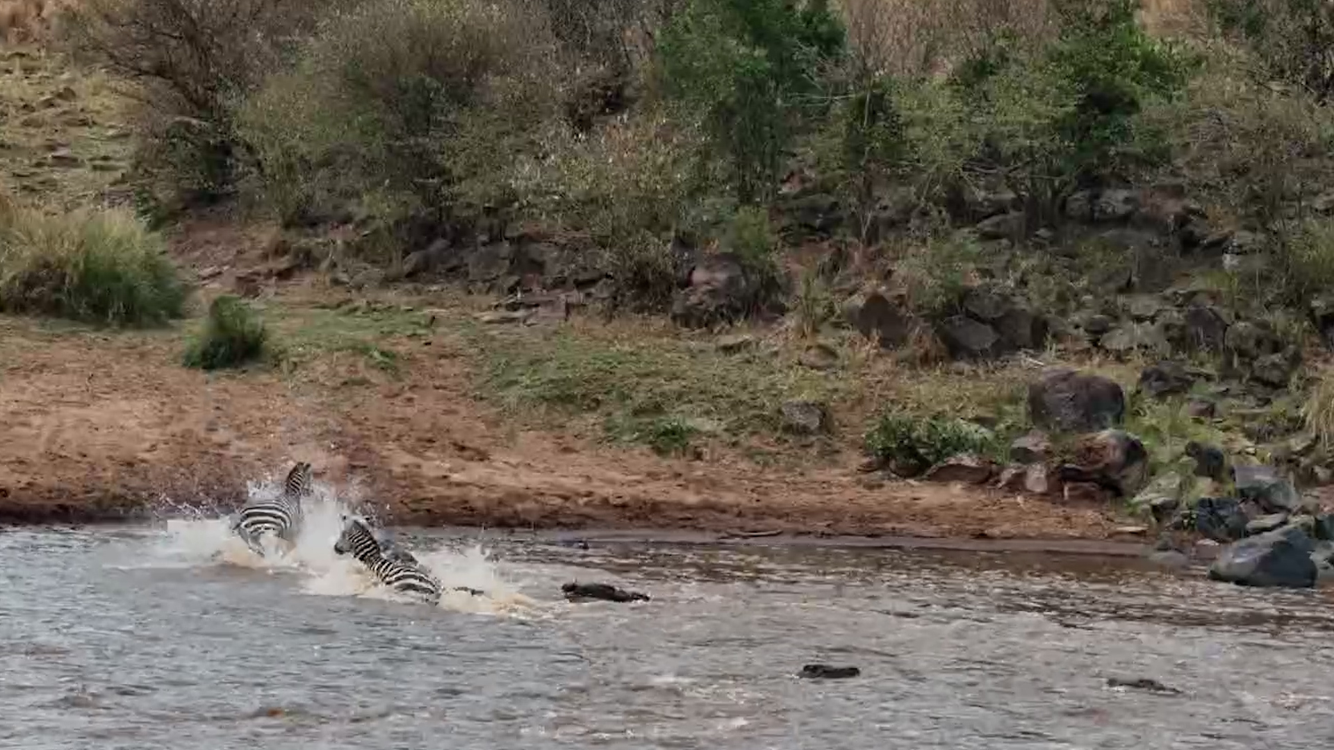 Crocodiles LUNGE at Crossing Zebras... SO CLOSE!