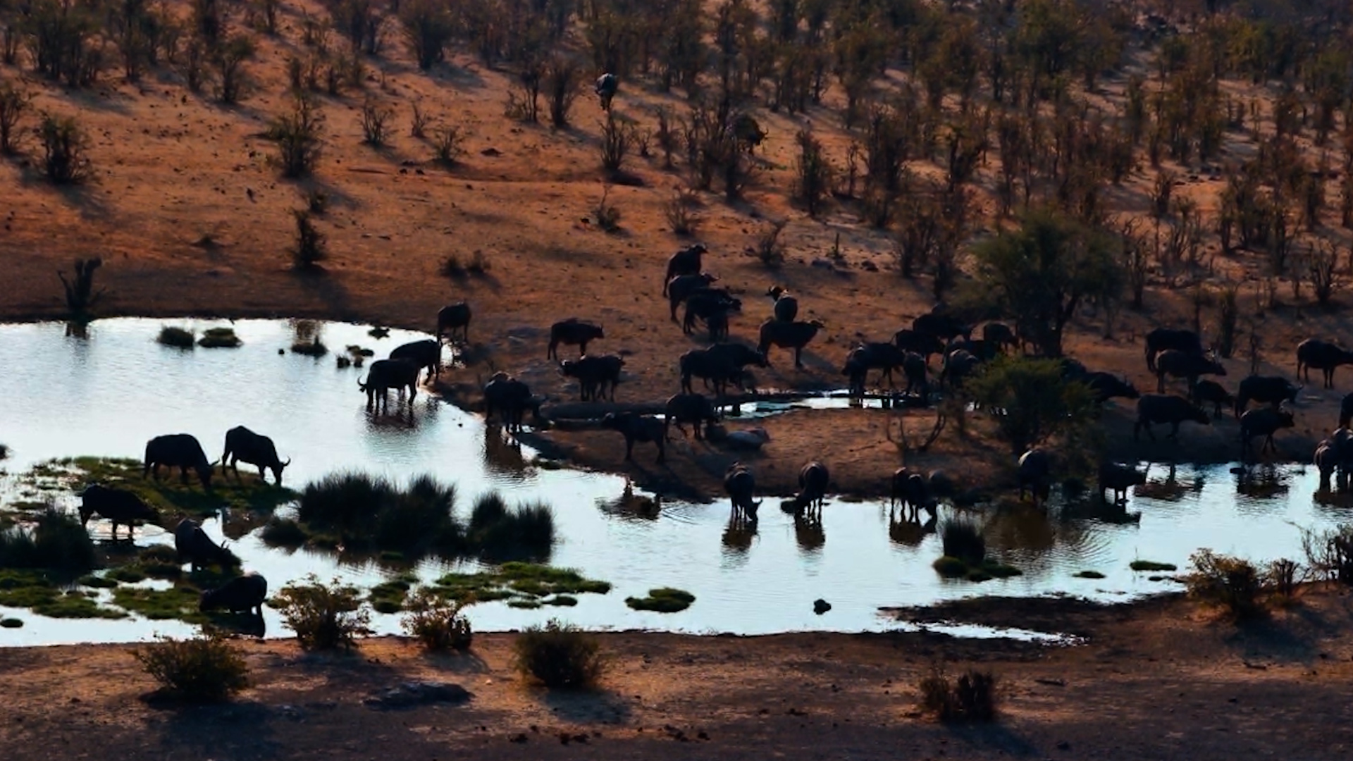 Buffalo Herd Arrives for Afternoon Drink