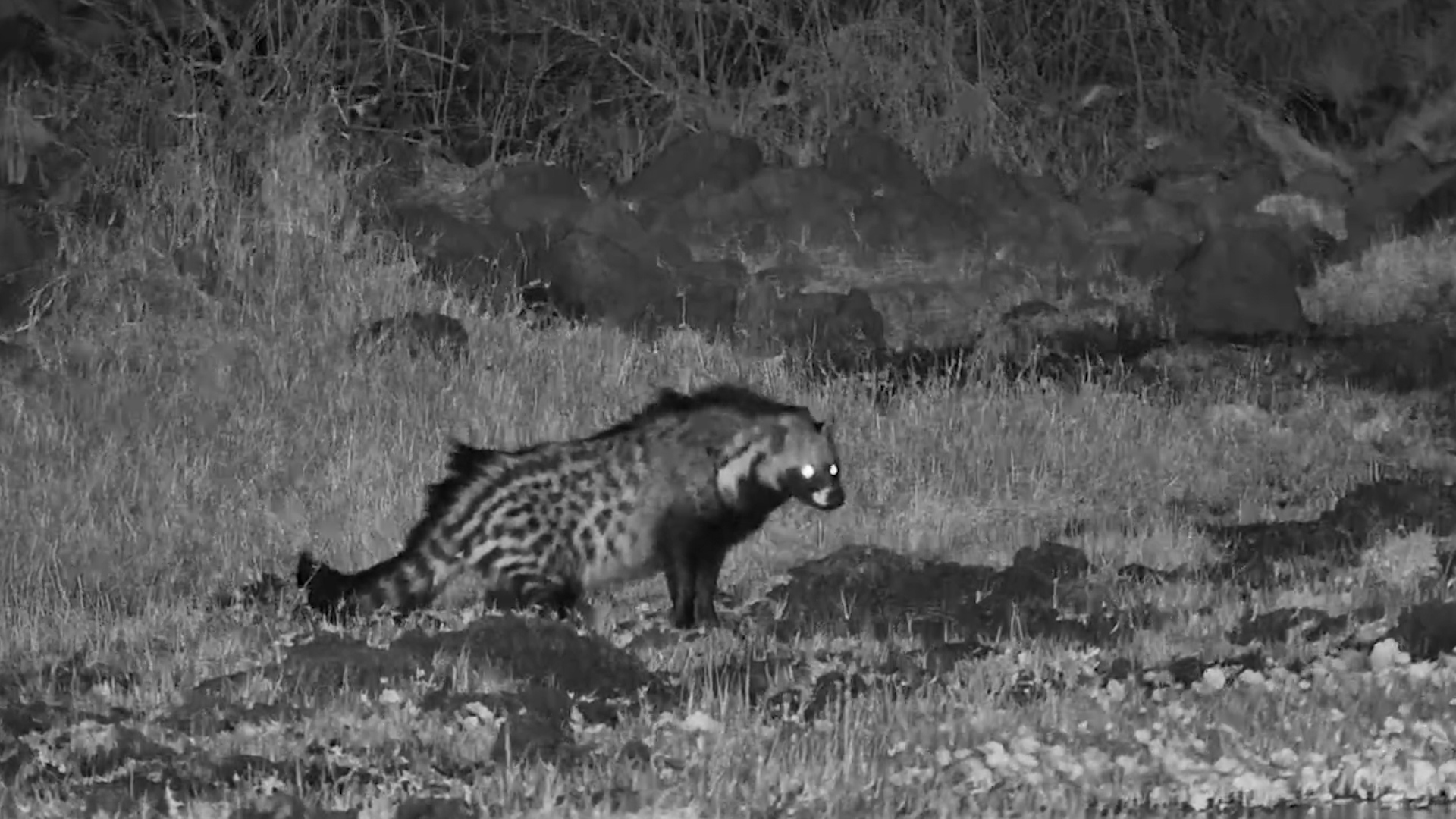 Civet Goes on Night Patrol Around the Waterhole