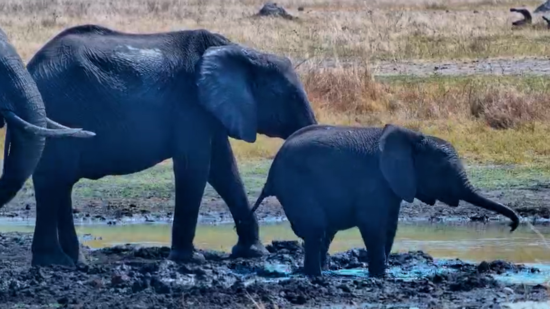 Little Elephant Learns That Mud Is the BEST