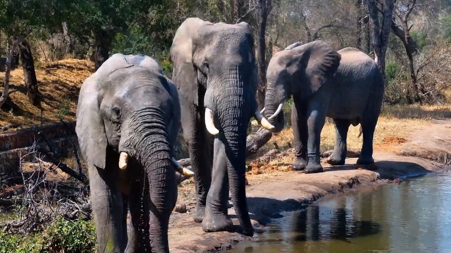 Camera View: 100% ELEPHANT