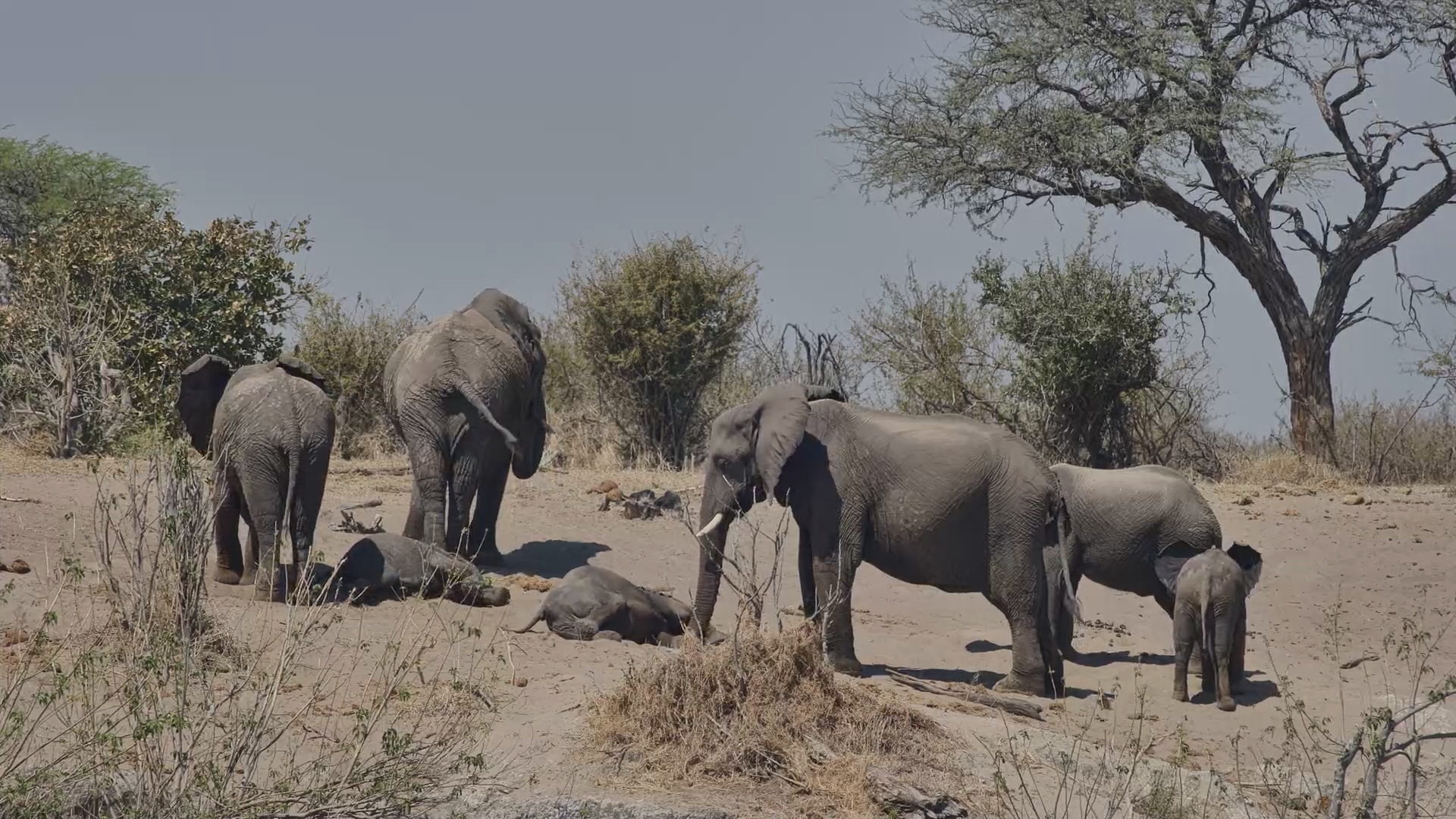 These Little Elephants Have Officially Given Up Standing