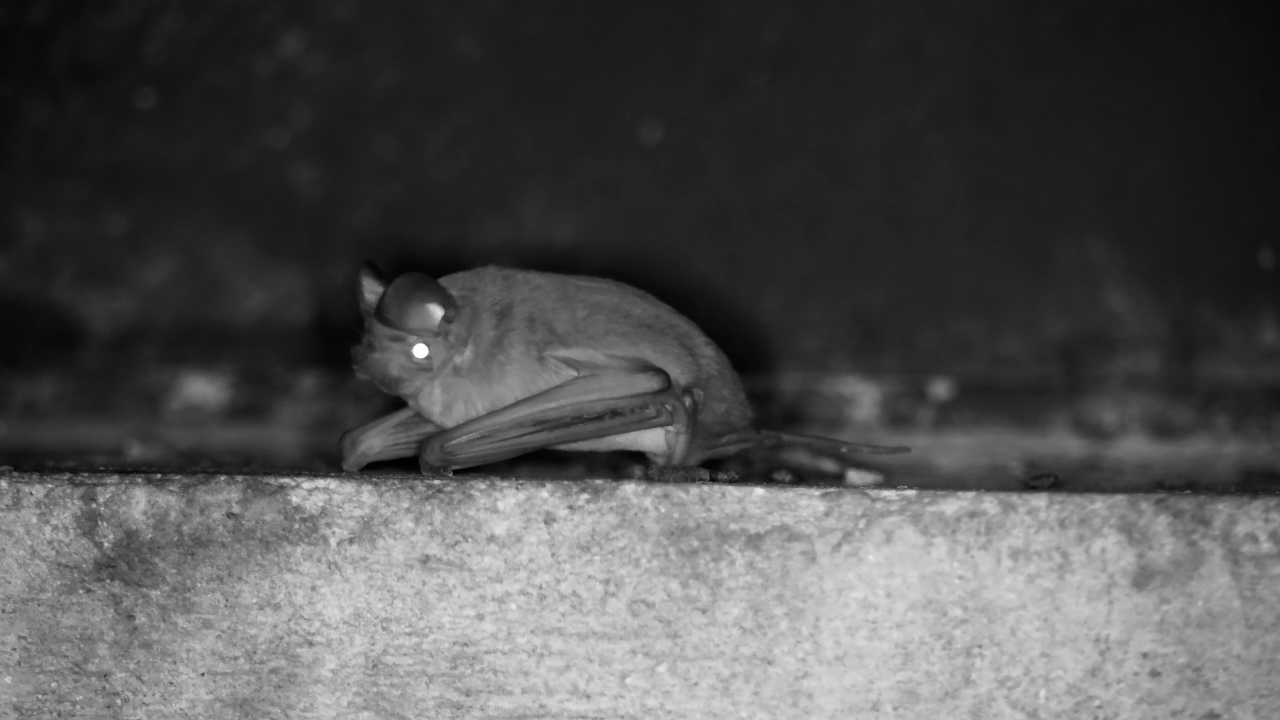 Free-Tailed Bat Hangs Out Under the Bridge
